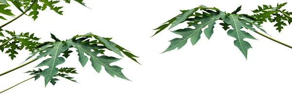 切り出し口のある孤立したパパイヤの葉 — ストック写真