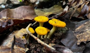 Güneydoğu Asya 'da insanlar tarafından yiyecek üretmek için toplanan yağmur sonrası ormanda oluşan doğal mantarlar..