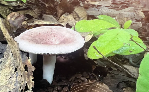 Natural Wild Mushrooms Southeast Asia Occur Ground Forest Rain Which — Fotografia de Stock
