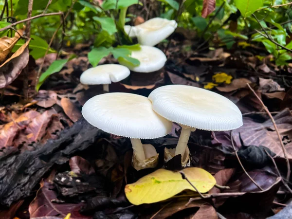 Natural Wild Mushrooms Southeast Asia Occur Ground Forest Rain Which — Fotografia de Stock