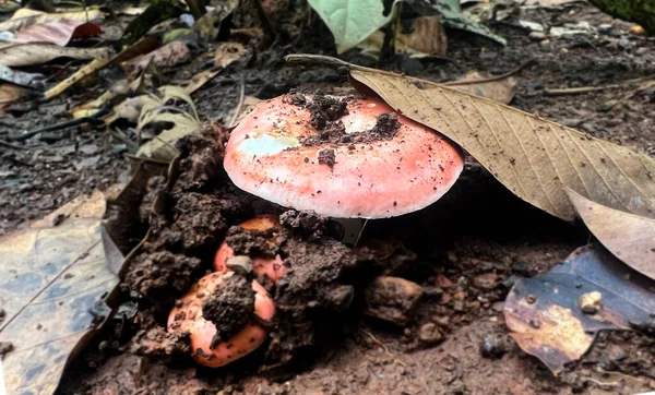 Natural Wild Mushrooms Southeast Asia Occur Ground Forest Rain Which — Stockfoto