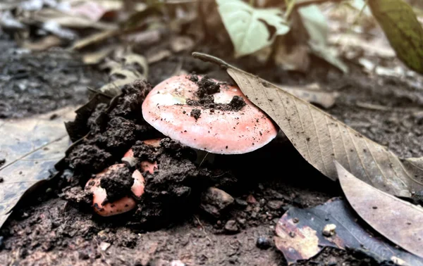 Natural wild mushrooms in Southeast Asia that occur on the ground in the forest after rain which can be picked by humans to make food.