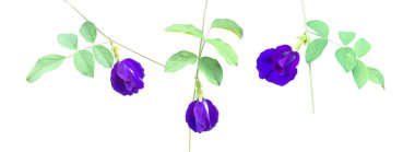 Isolated purple butterfly pea flower blooming on vine and leaf with clipping paths.