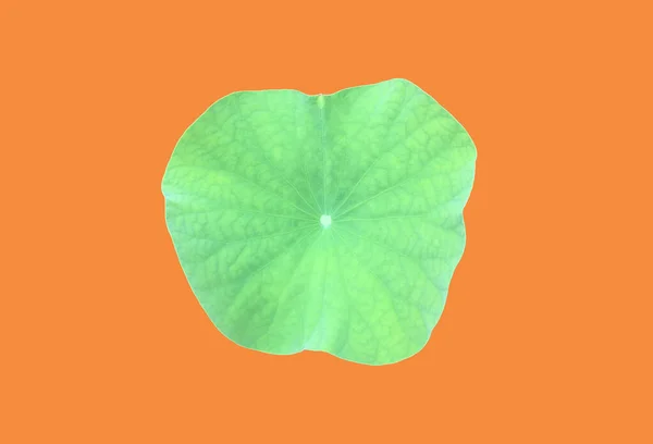 Isolated Single Green Waterlily Lotus Leaf Clipping Paths — Foto Stock