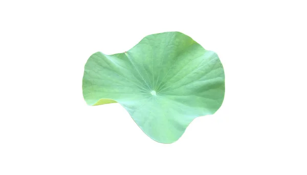 Isolated Single Green Waterlily Lotus Leaf Clipping Paths — Stockfoto