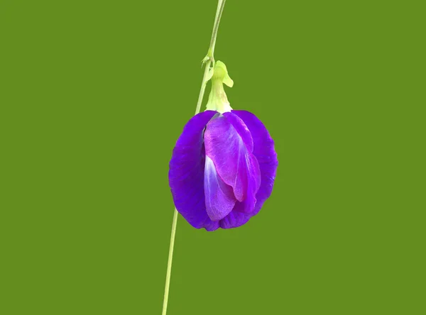 Isolated Purple Butterfly Pea Flower Blooming Vine Leaf Clipping Paths — Φωτογραφία Αρχείου