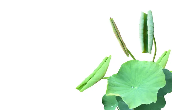 Isolated Single Green Waterlily Lotus Leaf Clipping Paths — ストック写真