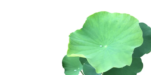 Isolated Single Green Waterlily Lotus Leaf Clipping Paths — 스톡 사진