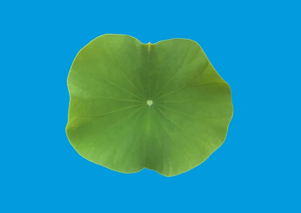 Isolated Single Green Waterlily Lotus Leaf Clipping Paths — Fotografia de Stock