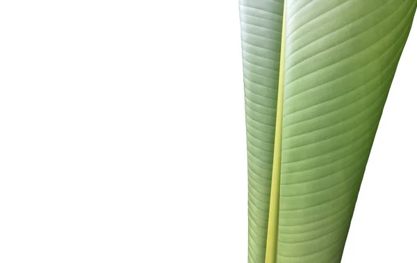 Isolated Heliconia Tortuosa Leaf Clipping Paths — Stockfoto