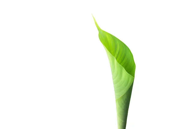 Isolated Heliconia Tortuosa Leaf Clipping Paths —  Fotos de Stock