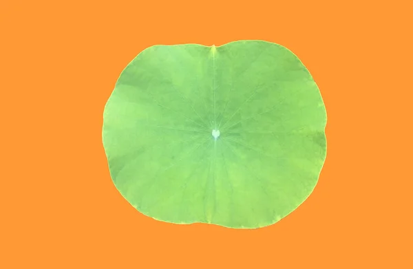 Isolated Single Green Waterlily Lotus Leaf Clipping Paths — Fotografia de Stock