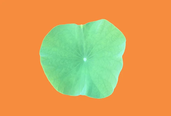 Isolated Single Green Waterlily Lotus Leaf Clipping Paths —  Fotos de Stock