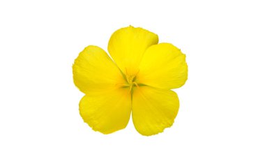 Isolated yellow sage rose, west Indian holly or turnera ulmifolia flower with clipping paths.