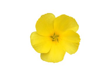 Isolated yellow sage rose, west Indian holly or turnera ulmifolia flower with clipping paths.