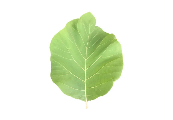 Isolated Fresh Green Teak Leaf Branch Clipping Paths — Fotografia de Stock