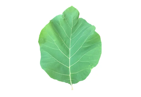 Isolated Fresh Green Teak Leaf Branch Clipping Paths — Foto Stock