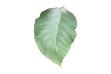 Isolated tectona grandis or teak branches and tree with clipping paths.