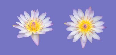 Isolated waterlily or lotus flowers with clipping paths.