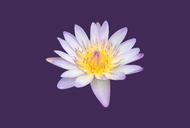 Isolated waterlily or lotus flowers with clipping paths.