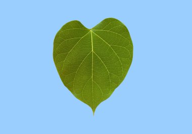 Kesme yolları ile izole edilmiş dregea volume bilis yaprağı.