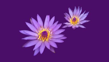 İzole edilmiş pembe nilüfer çiçeği veya kırpma yolları olan nilüfer çiçeği..