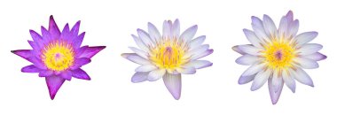 İzole edilmiş pembe nilüfer çiçeği veya kırpma yolları olan nilüfer çiçeği..