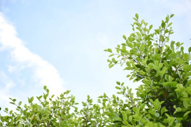 Ficus benjamina branches and leaves, soft and selective focus, blurr clouds and bluesky background.