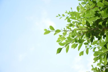 Ficus benjamina branches and leaves, soft and selective focus, blurr clouds and bluesky background.