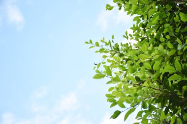 Ficus benjamina branches and leaves, soft and selective focus, blurr clouds and bluesky background.
