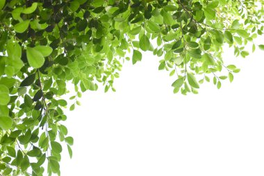 Ficus benjamina branches and leaves, soft and selective focus, blurr clouds and bluesky background.