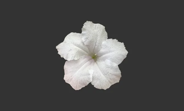 Geïsoleerde Witte Ruellia Bloem Met Clippaden — Stockfoto