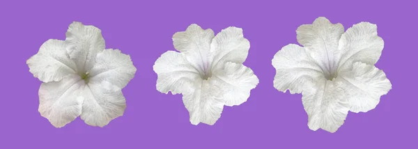 Geïsoleerde Witte Ruellia Bloem Met Clippaden — Stockfoto