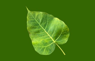Kesme yolları olan izole edilmiş Ficus Religiosa yaprağı.