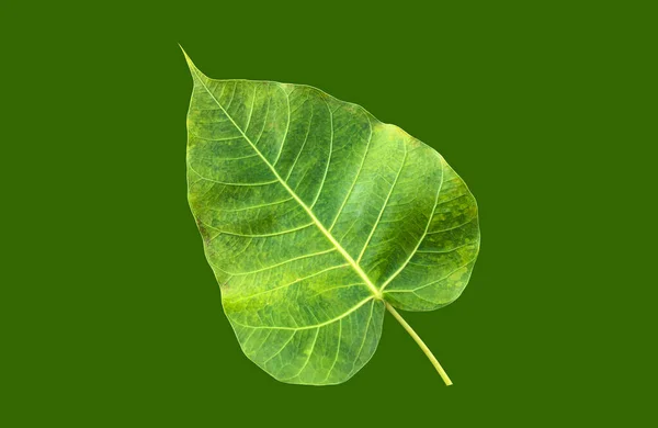 Isoliertes Ficus Religiosa Blatt Mit Schneidewegen — Stockfoto