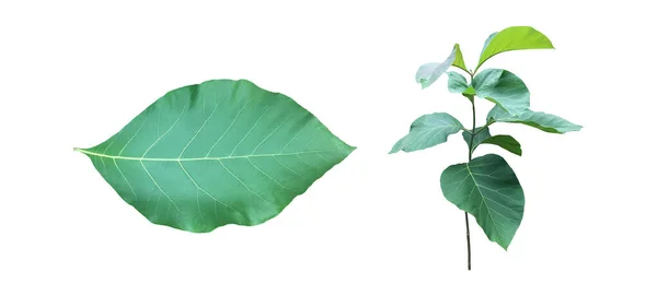 クリッピングパスを持つ絶縁チークの葉やテクトナの枝の葉 — ストック写真
