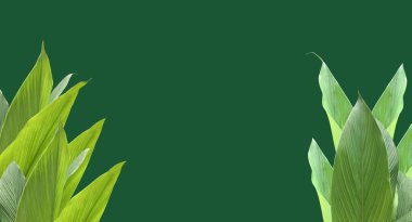 Kesme yolları olan izole edilmiş zerdeçal yaprağı.