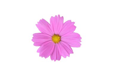 Kesme yolları olan izole pembe kozmos çiçeği.