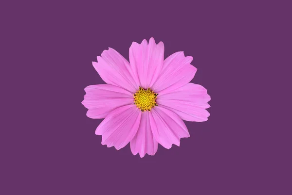 Изолированный Розовый Цветок Космоса Обрезкой Путей — стоковое фото