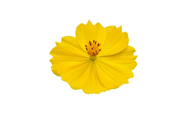 Cosmos Amarelo Isolado Flor Com Caminhos Recorte — Fotografia de Stock