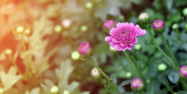 Chrysanthemenblumen Blühen Der Gruppe Blumen Hintergrundkonzept — Stockfoto