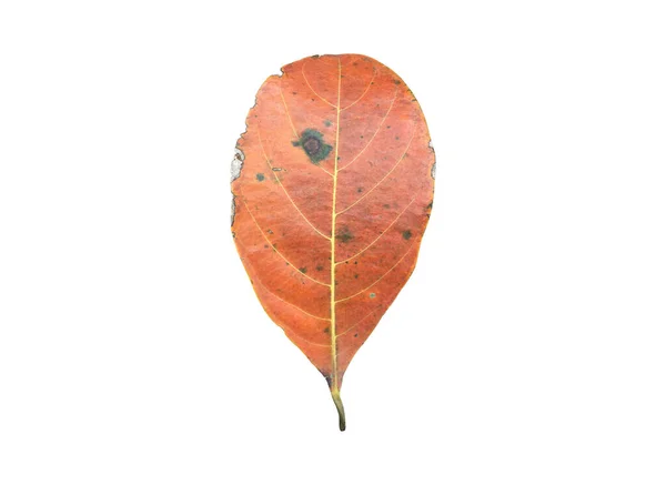 Izolované Staré Sušené Listy Jackfruit Zastřihovací Cesty — Stock fotografie