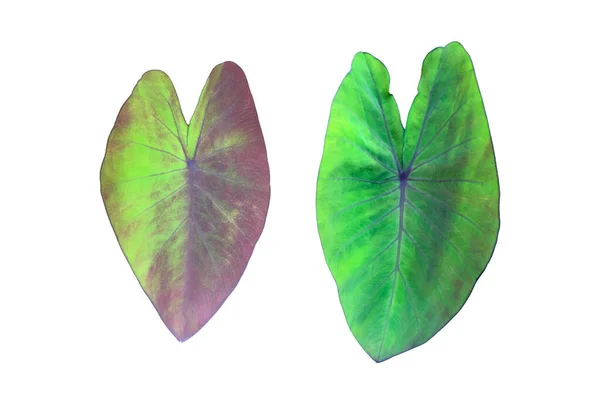 熱帯象の耳葉 アロカシアの葉又はクリッピングパスを持つタロイモの葉 — ストック写真
