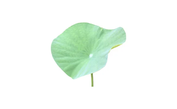 Geïsoleerde Waterlelie Lotusplanten Met Knippaden — Stockfoto