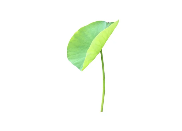 Vereinzelte Seerosen Oder Lotuspflanzen Mit Schnittpfaden — Stockfoto