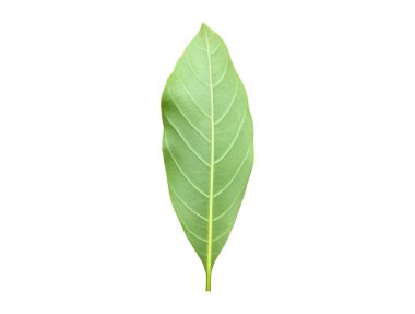 Kesme yolları olan yeşil yaban mersini yaprağının izole edilmiş arka yüzeyi.