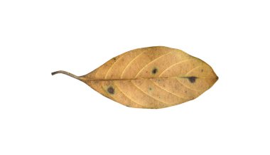 Kesme yolları olan eski Jackfruit yaprağının izole edilmiş arka yüzeyi.