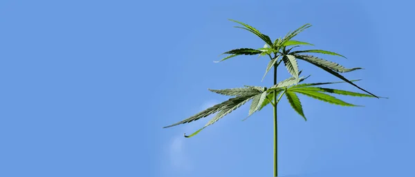 Fiatal Cannabis Indica Növény Tetején Kék Háttér Lágy Szelektív Fókusz — Stock Fotó