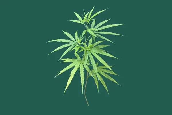 Izolált Cannabis Indica Növény Vágási Útvonalakkal — Stock Fotó