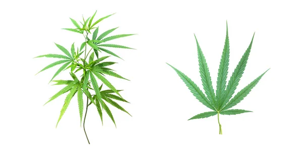Izolált Cannabis Indica Növény Vágási Útvonalakkal — Stock Fotó